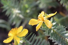 Hypericum mysurense